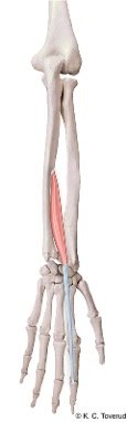 M. extensor indicis, N. radialis C7-8