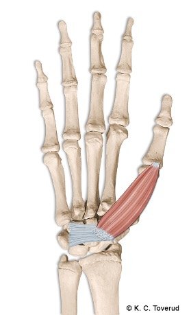 M. abductor pollicis brevis, N. medianus, C8-Th1