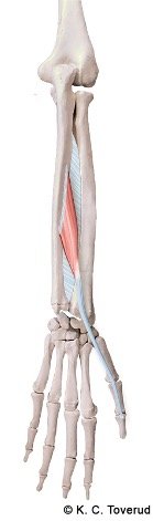 M. extensor pollicis longus, N. radialis, C7-8