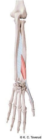 M. extensor pollicis brevis, N. radialis, C7-8