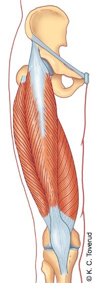 M. vastus lateralis, M. vastus medialis and M. rectus femoris