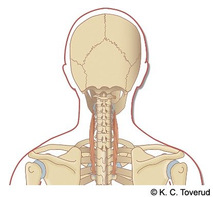 M. longissimus cervicis