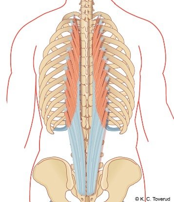 M. longissimus lumborum