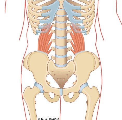 M. quadratus lumborum