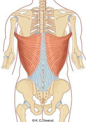 Shoulder adduction, M. latissimus dorsi