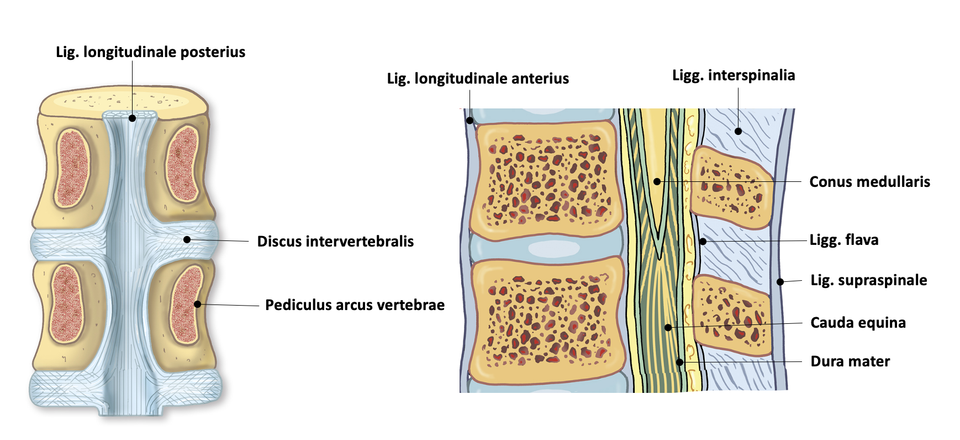Back, lumbar ligaments